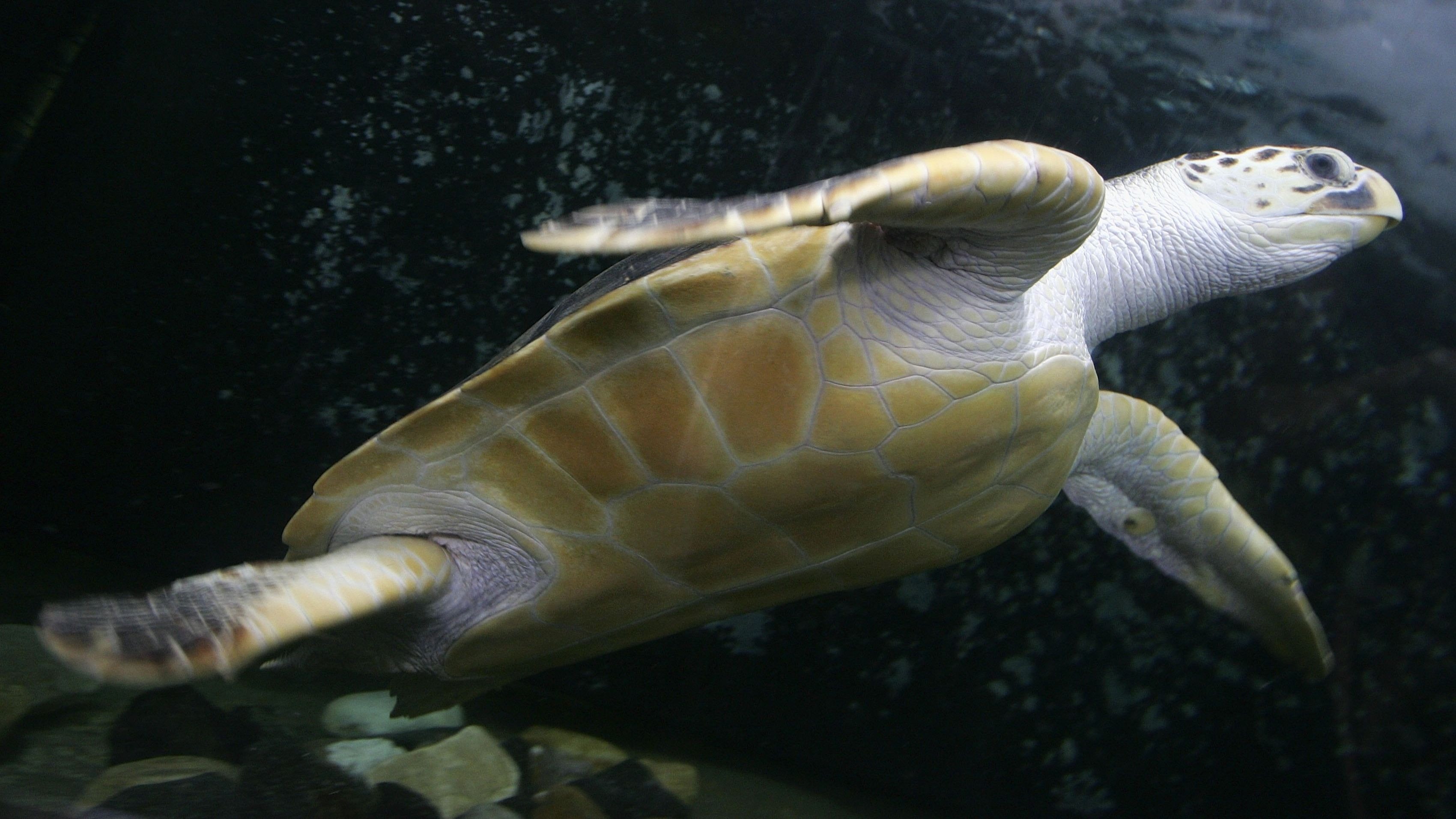 World S Largest Sea Turtle Could Come Off Endangered List